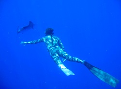 Image 3 - Reyngoudt said he was diving and spear-fishing before he was walking again, after the accident. Pictured here, he cruises the deep with a sailfish.